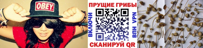 даркнет сайт  гидра маркетплейс  Галлюциногенные грибы ЛСД  Сафоново 